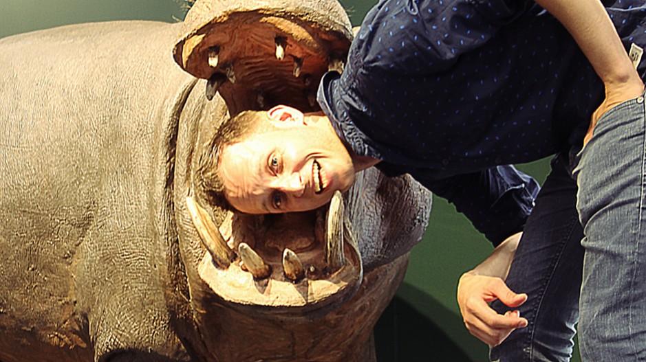 Erdmannpeisker: Ein Nilpferd und ein Alligator im Showroom