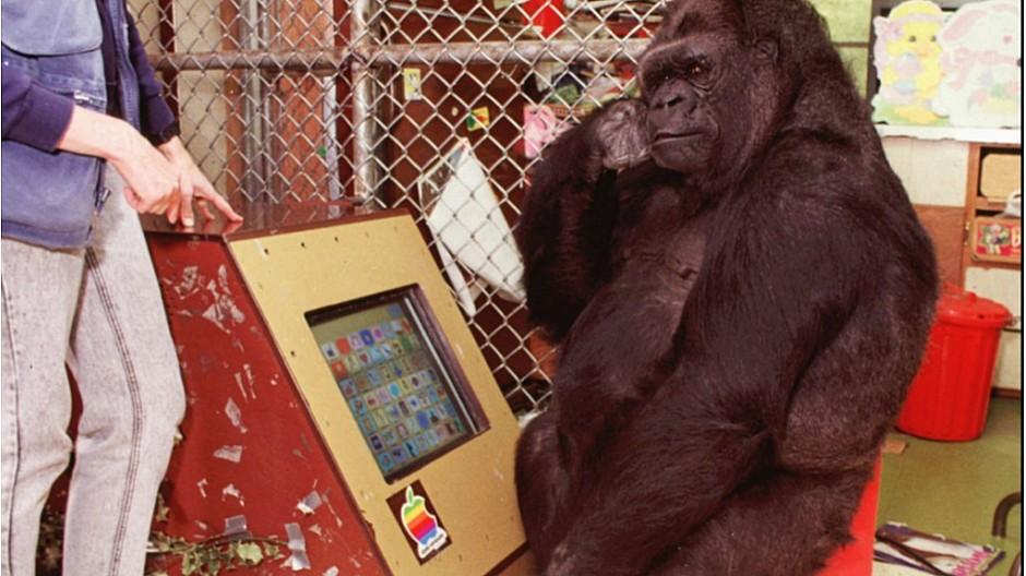 Koko: Für Zeichensprache berühmte Gorilla-Dame tot