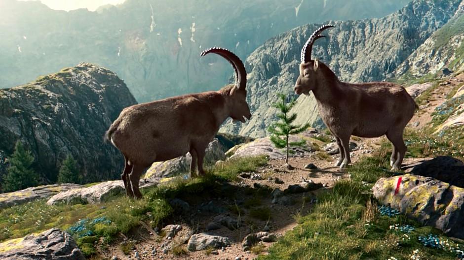Regionenmarke Graubünden: Graubünden prüft Abschuss von Gian und Giachen