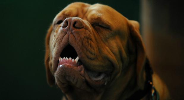 Kot & Köter: Ermittlungsverfahren gegen Anti-Hunde-Zeitschrift