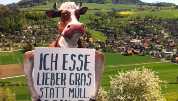 ViznerBorel: Littering stört auch die Kühe
