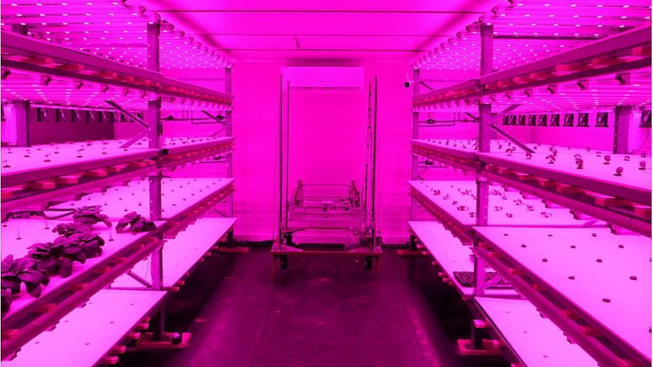 Vertical Farming: Migros Basel und Growcer lancieren Projekt