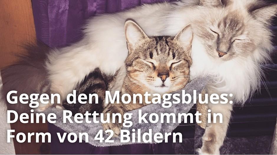 AZ Medien: Neue Catson-App liefert nur Büsi-News