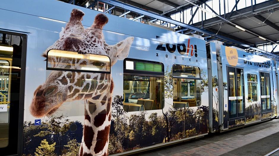 VBZ: Neues Zootram wirbt für Lewa Savanne