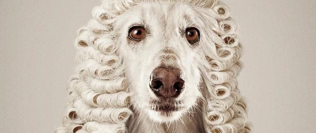 Ruf Lanz: Wenn Hund und Schaf zu Richtern werden