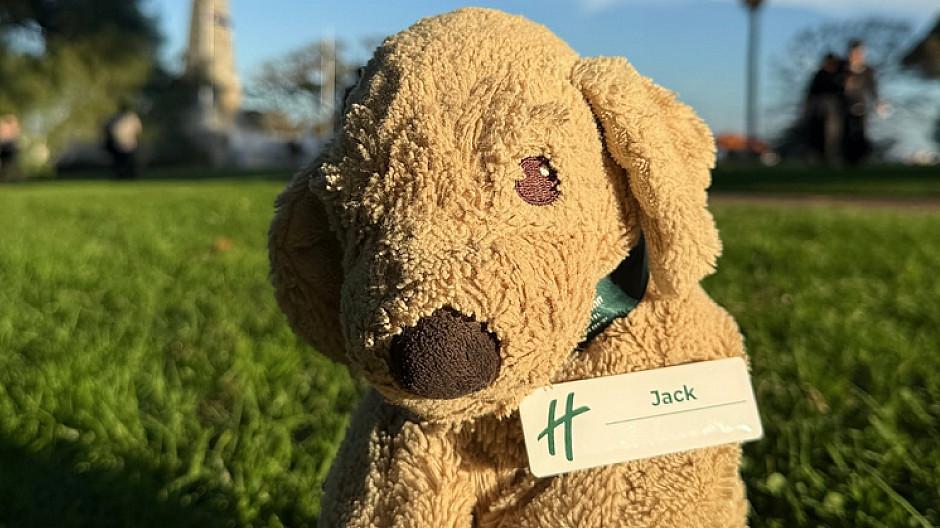 Viraler Post: Vergessener Plüschhund wird zum Internetstar