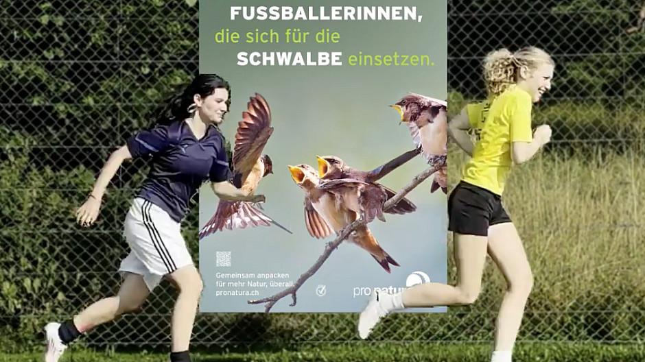 Spinas Civil Voices: Von Fairplay und Schwalben