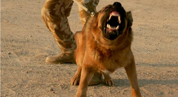 Deutschland: Die Presse als "Wachhund"
