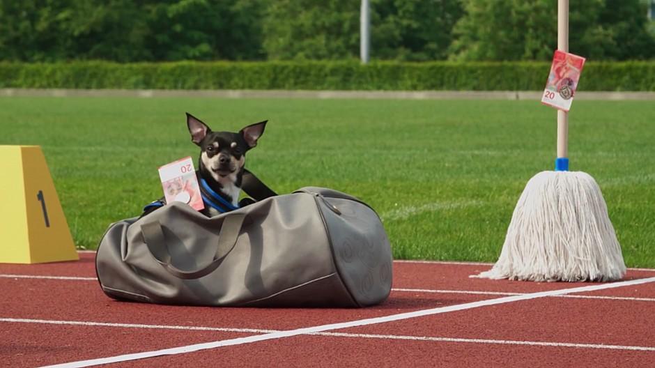 Rod Kommunikation: Wenn der Chihuahua gegen den Wischmob antritt