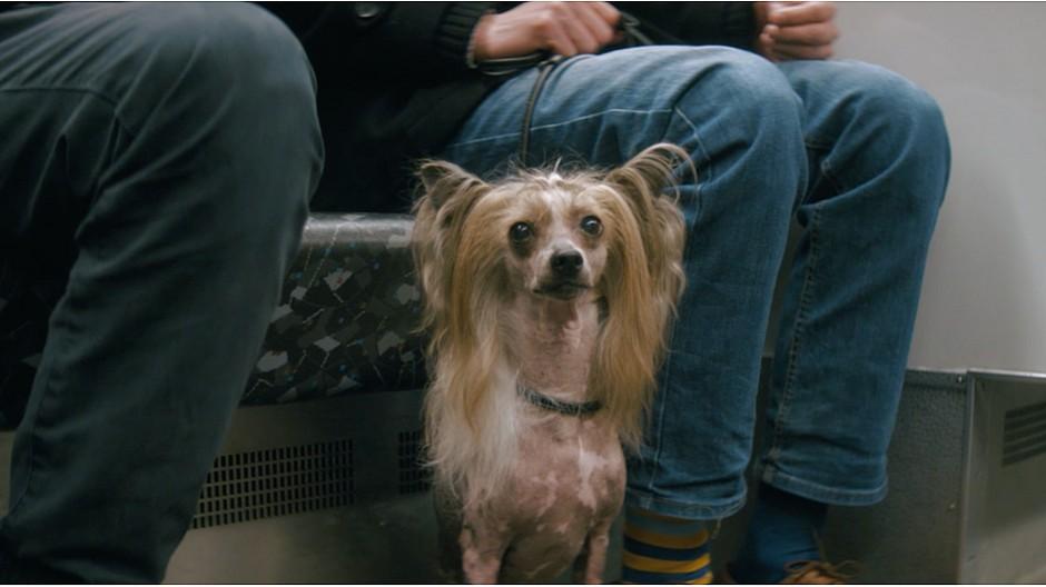 Walker: Wenn Pendler auf den Hund kommen