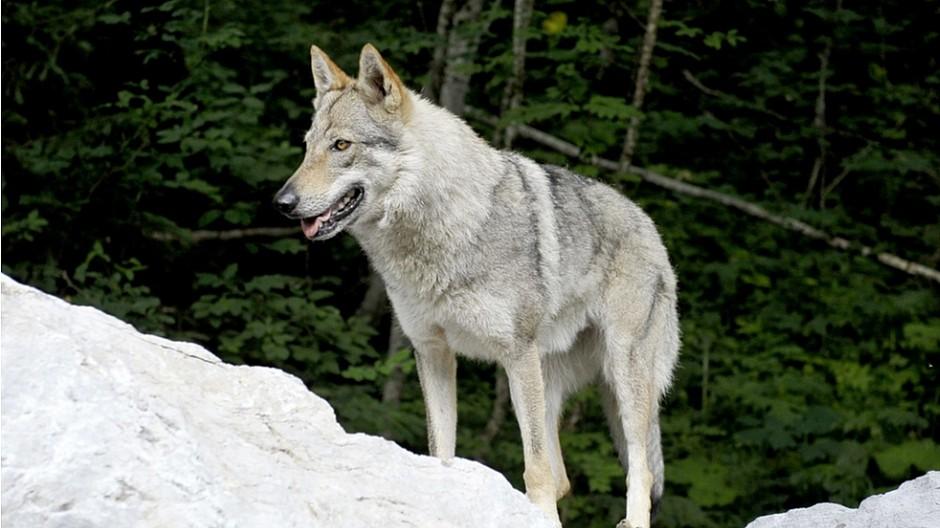 Wildtier-Vermarktung: Wolfsafaris sollen dem Tourismus helfen