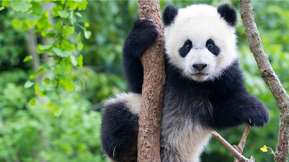 WWF: NGO sucht Kreativpartner für Imagekampagne