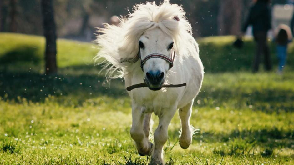 Wunderman Thompson: Wenn ein Pony das Stöckchen holt