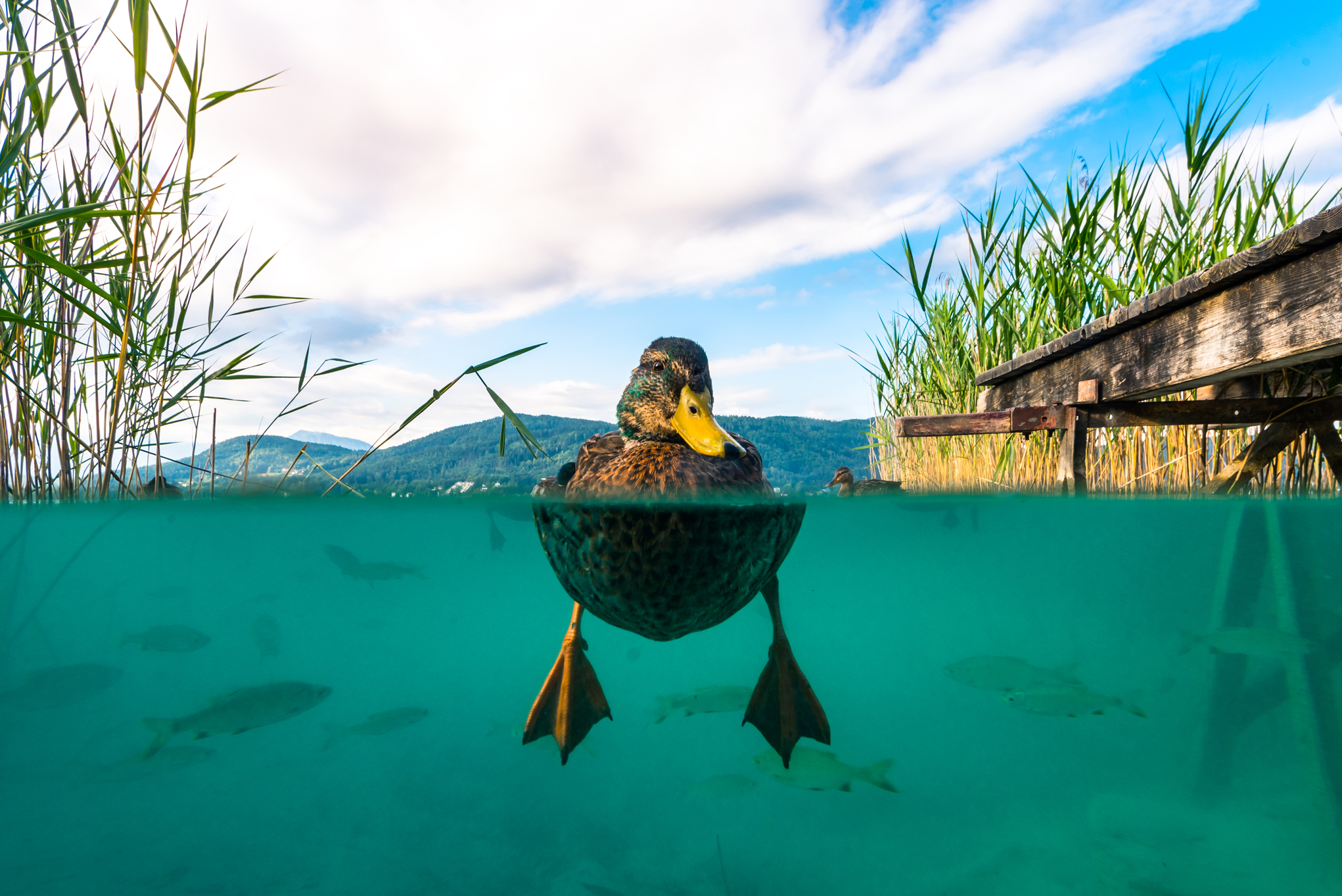 3822_wasser_in_bewegung_kaernten_werbung_marketing_und_innovationsmanagement_gmbh