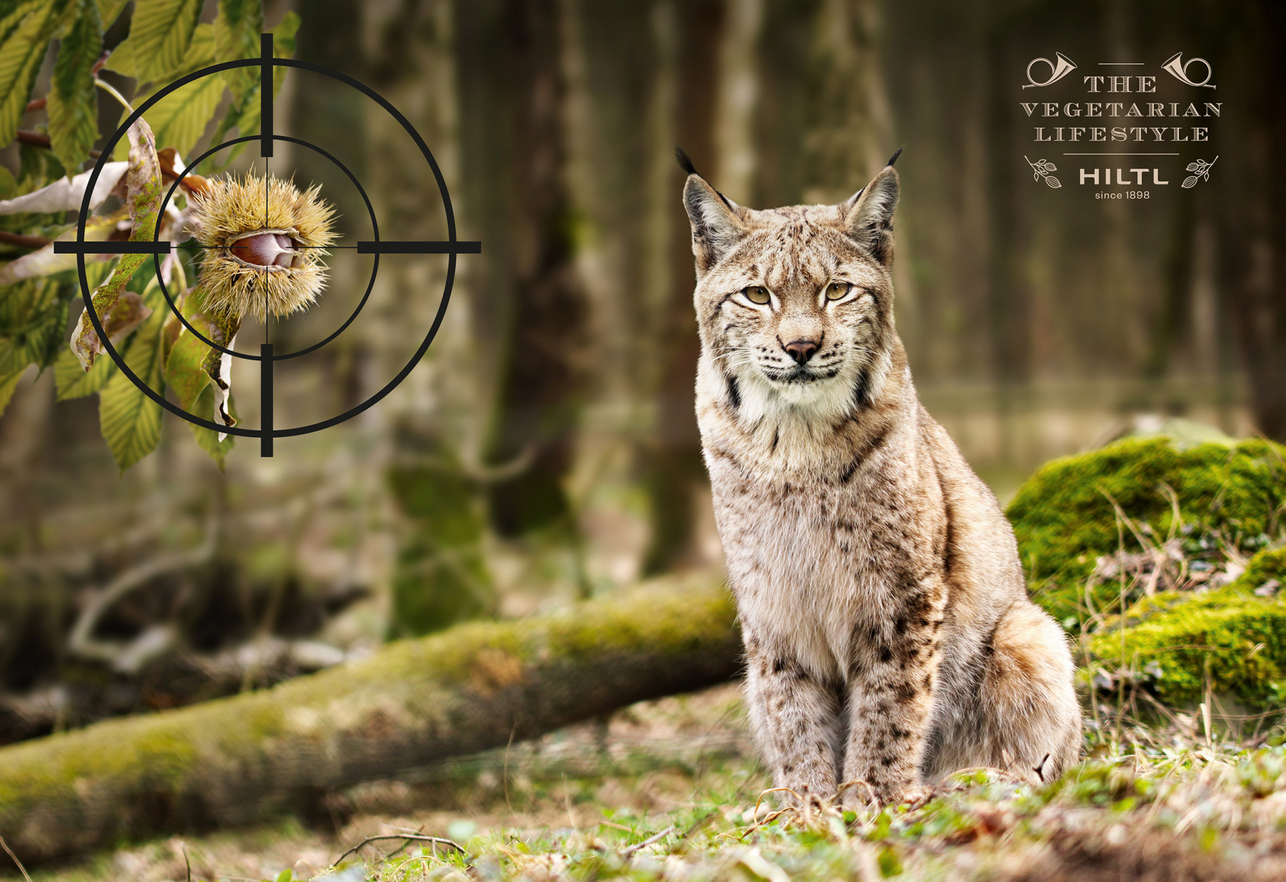 3_hiltl_luchs