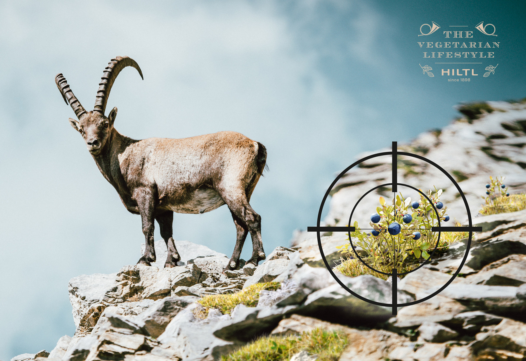 4_hiltl_steinbock
