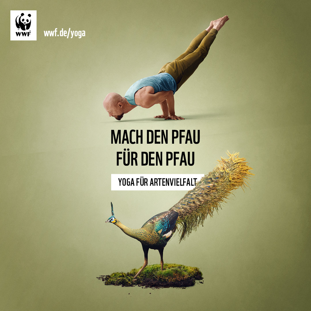7_WWF_YfA_Instagram_Aehrentraegerpfau