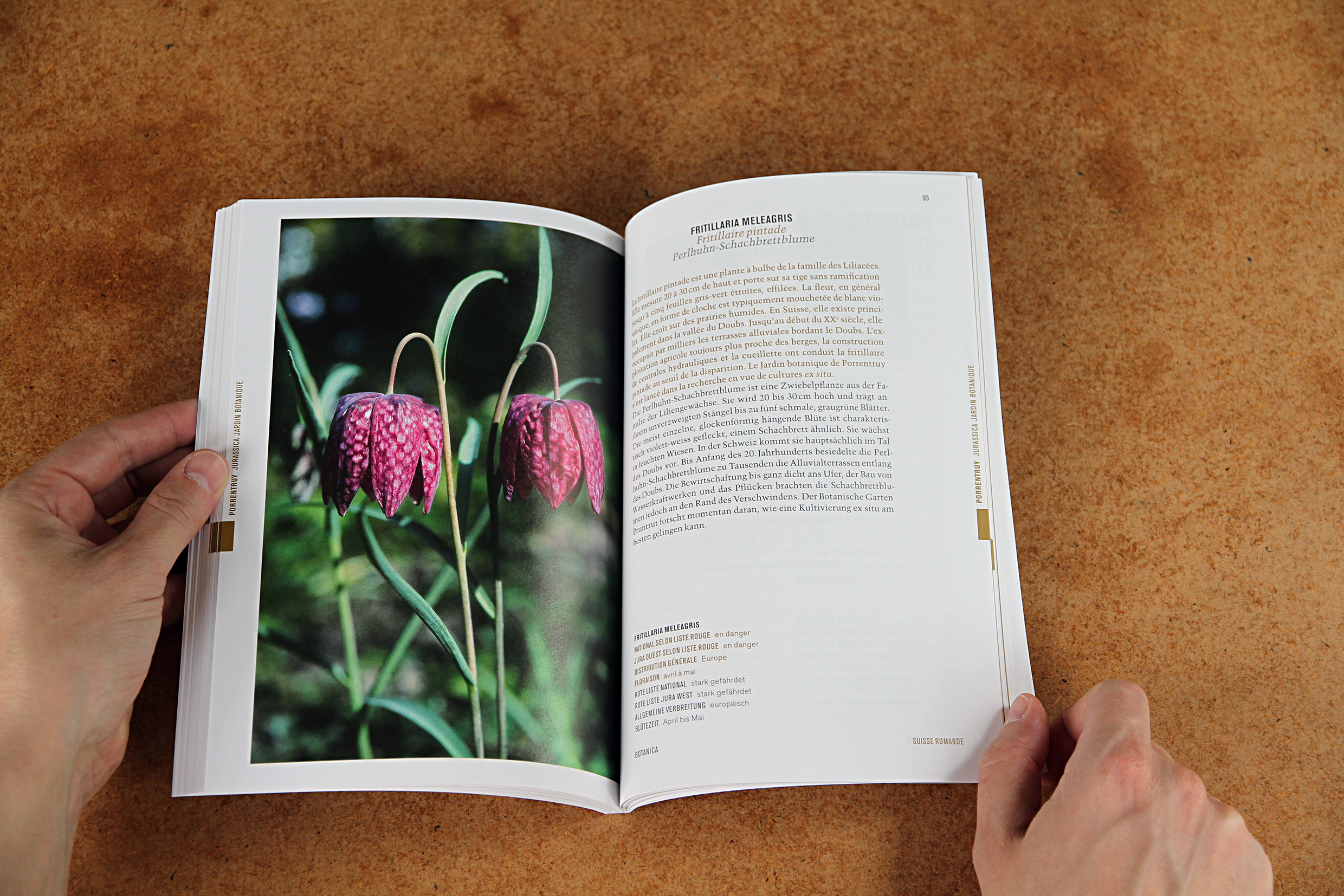 BOTANICA 2016-Broschur_Lemongrass_Charis Arnold 03