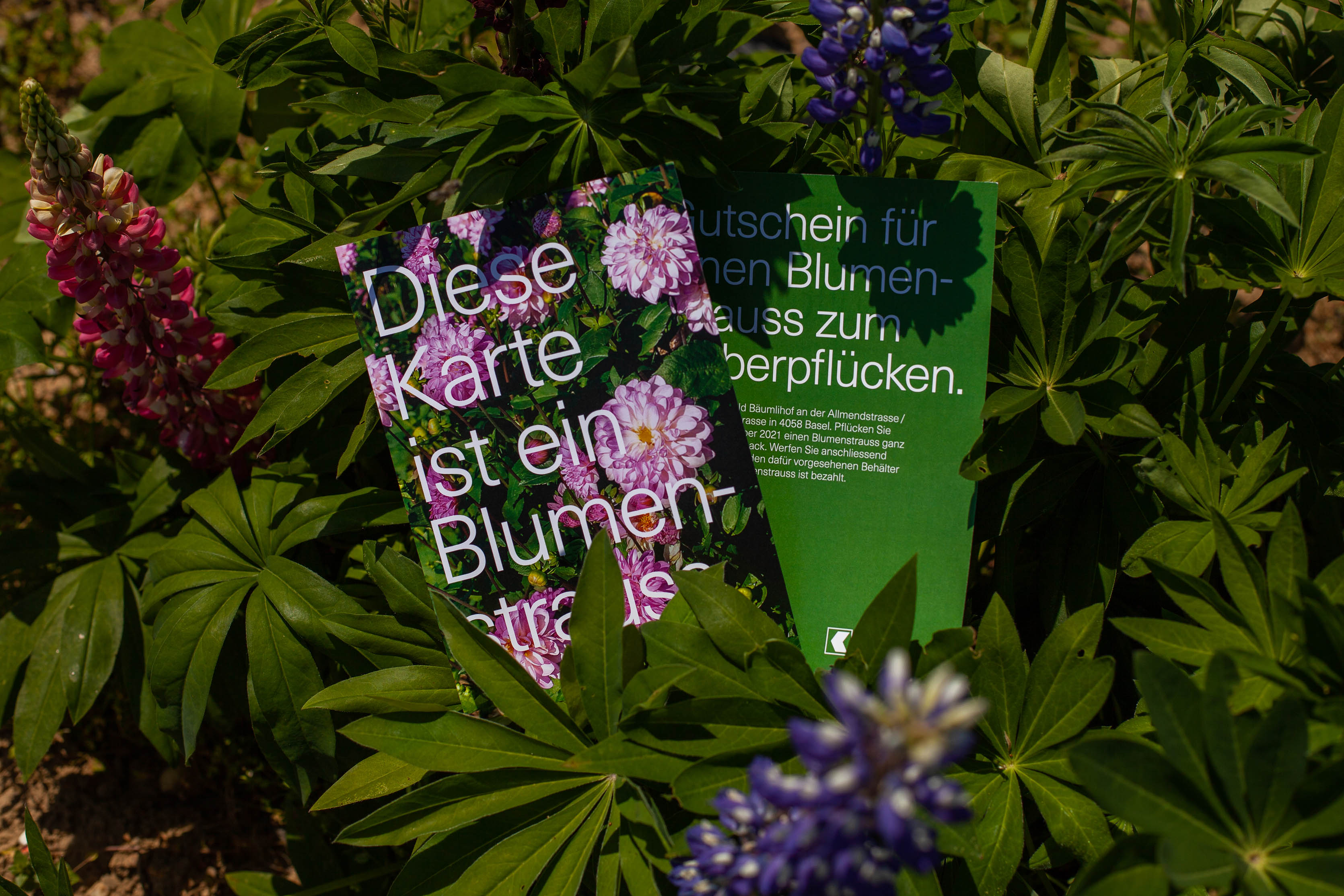 MUM_BKB_Blumenfeld_01