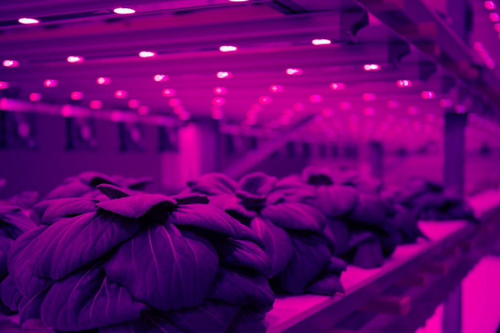 VerticalFarm_Blattgemüse