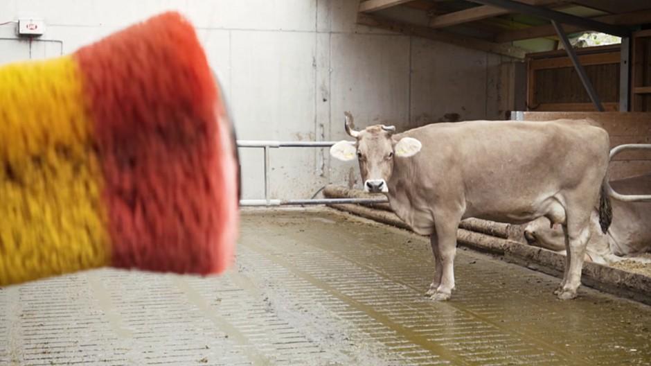fernmassage-fur-bio-kuhe-auf-knopfdruck-0378